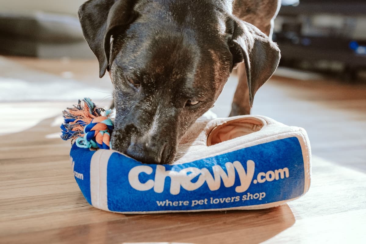 Гасцініцы і пансіянаты для жывёл